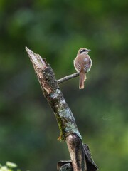 indian common birds