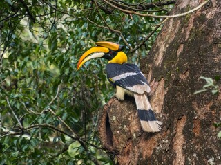grate indian hornbil kerala state bird