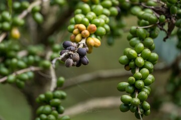 coffee plantation india