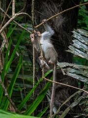 Bonnet macaque