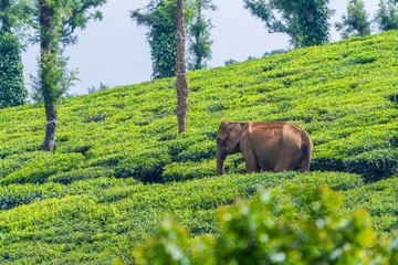 asian elephant in tea plantation in kerala india - obrazy, fototapety, plakaty