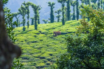 asian elephant in tea plantation in kerala india - obrazy, fototapety, plakaty