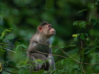 Bonnet macaque