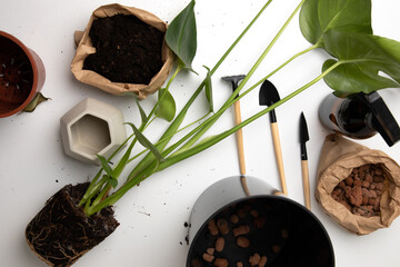 Home gardening concept. Preparation for transplanting a monstera flowerpot on a white table. View...