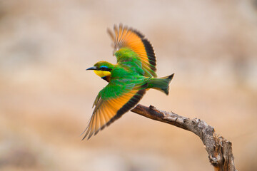 Wunderschöner bunter Bienenfresser aim Abflug.