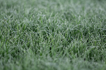 green grass in the wind