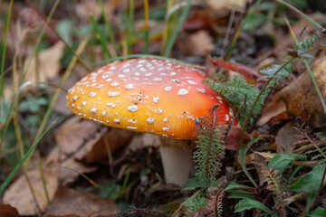 amanita muscaria fly mushroom