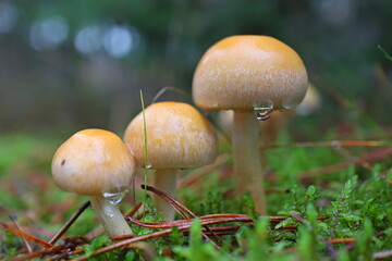 grzyb, bory, jesienią, jedzenie, mech, pora roku, roślin, naturalny, zieleń, gras
