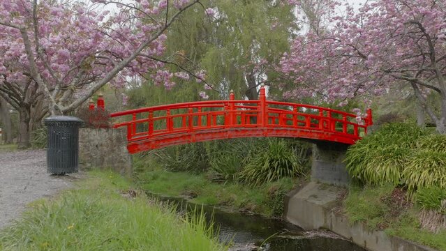 Aerial: Japanese Gardens and bridge in blossom in Oamaru, New Zealand
