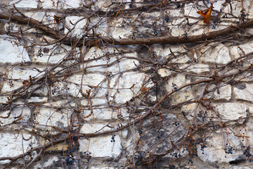 Stone wall with withered vine