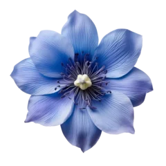 Fototapeten isolated illustration of blue exotic flower. Created with Generative AI © agrus_aiart