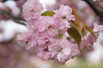 Obraz premium 八重桜