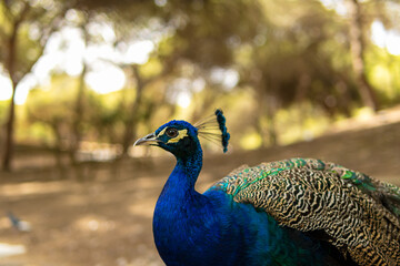 close-up a beautiful representative specimen of a male peacock in magnificent metallic colors.