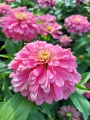 pink dahlia flower