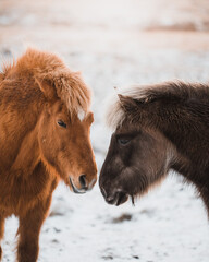 two horses in winter - obrazy, fototapety, plakaty