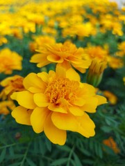 yellow flower