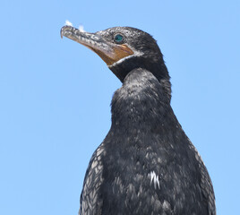 Portrait of a neotropic cormorant (Nannopterum brasilianum). Ballestas Islands. Paracas, Peru.
