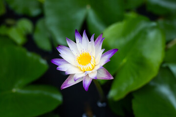 A water lily with a lilac border surrounded by green leaves blooms in a pond