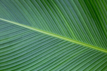 Green leaf of banana tree with striped texture, diagonal arrangement, close-up. Background for text