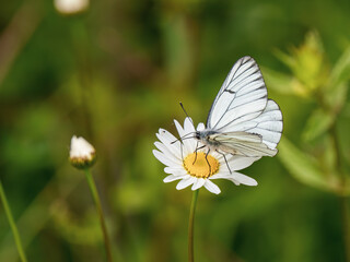A Black-veined White Butterfly.