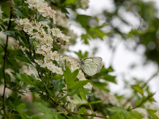 A Black-veined White Butterfly.
