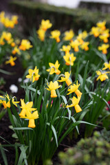 Daffodil field. Sunny springtime mood