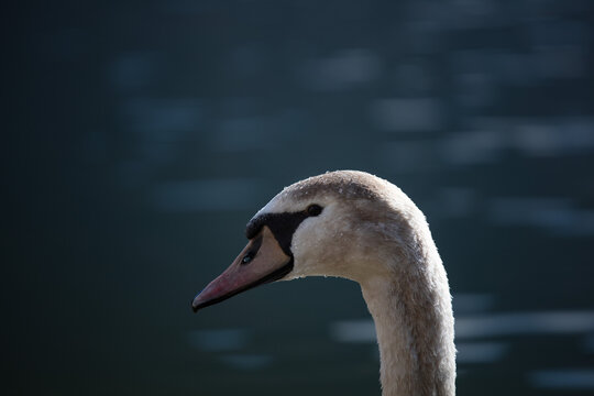 Swan closeup. Bird Portrait