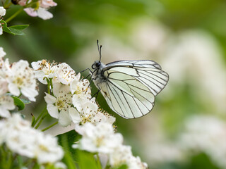 A Black-veined White Butterfly.