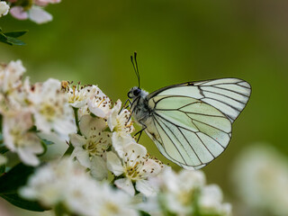 A Black-veined White Butterfly.