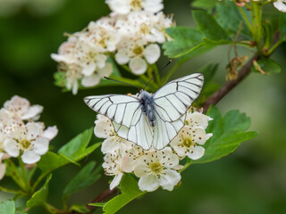 A Black-veined White Butterfly.