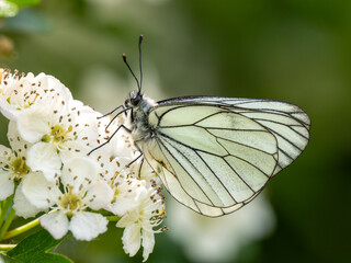 A Black-veined White Butterfly.