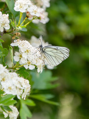 A Black-veined White Butterfly.