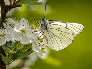 A Black-veined White Butterfly.