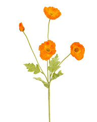 Image of flower