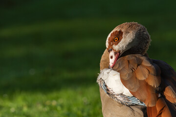 Close-up portrait of an adult Nile goose (Alopochen aegyptiaca) during its autumn moult