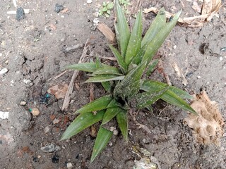 Pineapple seedlings that have begun to develop.
