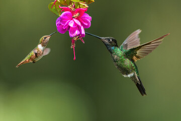 hummingbirds feeding on flower in central America