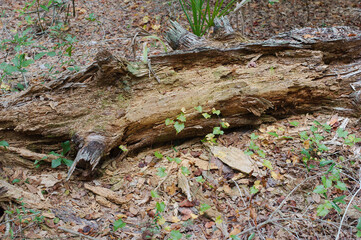 Large Tree log on the ground with brown dirt leaves and green plants in Florida.