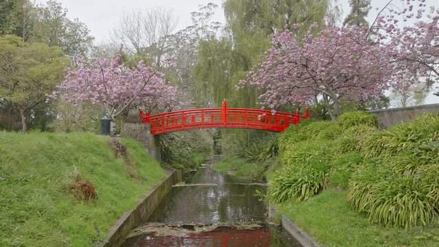 Aerial: Japanese Gardens and bridge in blossom in Oamaru, New Zealand