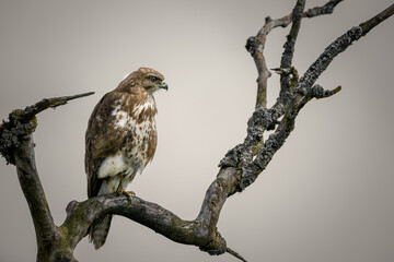Young buzzard sitting on dead tree at setting sun