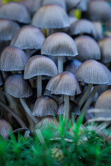 dark mushrooms in the forest