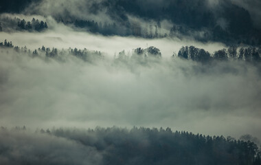 Misty morning in the forest of mountains, dark and moody landscape scene