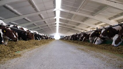 Camera moving along path on cowshed with cattle which eating hay. Long row of cows feeding by dry grass on modern dairy farm. Herd of kines chewing fodder at milk factory. Animal husbandry concept