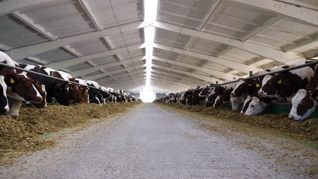 Camera moving along path on cowshed with cattle which eating hay. Long row of cows feeding by dry grass on modern dairy farm. Herd of kines chewing fodder at milk factory. Animal husbandry concept