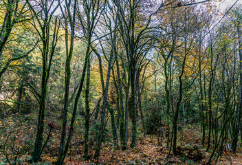 Late Autumn Trees 5