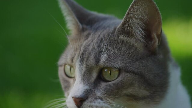 White Striped Domestic Cat Face Close Up Listen in Backyard