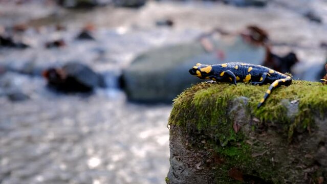 salamander waits on a rock by the stream 