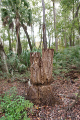 Brown tree stump on edge of trail with leaves, green bushes and trees. In Florida on a cloudy day.
