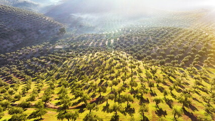 Flying over green spring hills with fiel. Andalusia, south Spain. - 682433572