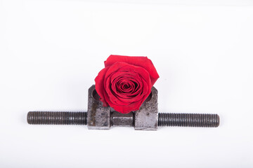red rose flower in rusty steel vice - obrazy, fototapety, plakaty
